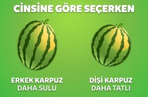 Cİnsine göre karpuz seçimi; erke karpuz daha sulu, dişi karpuz daha tatlı