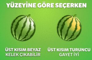 yüzeyine göre karpuz seçimi; üst kısım beyazsa kelek, üst kısım turuncu ise olmuştur